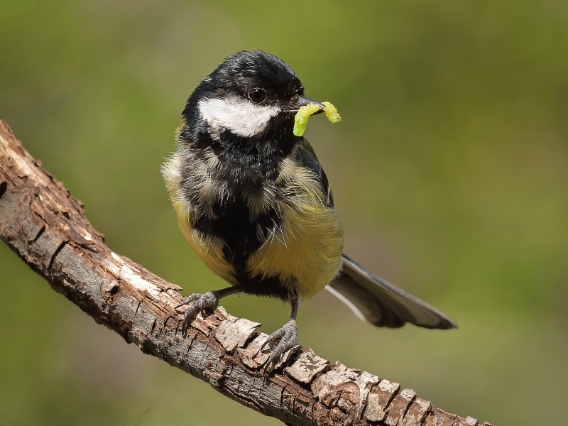 Great tit with a caterpillar