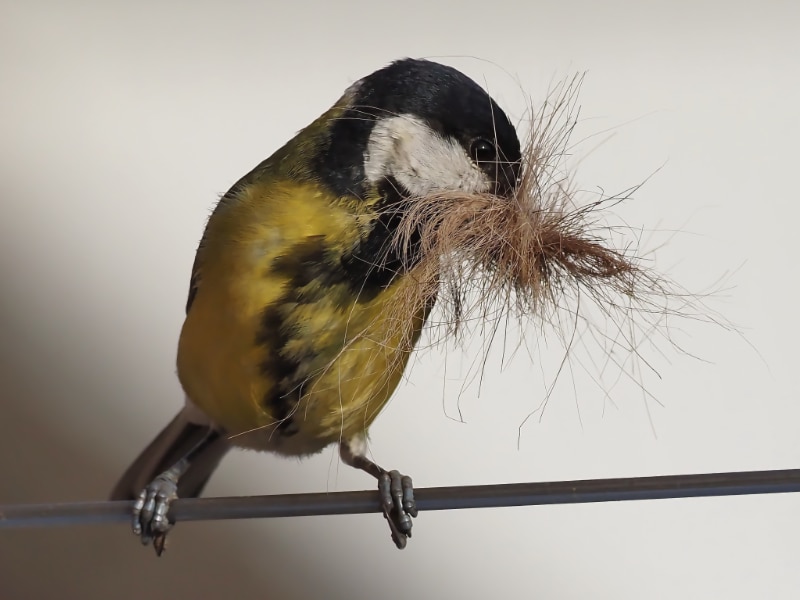 Female great tit with nesting material