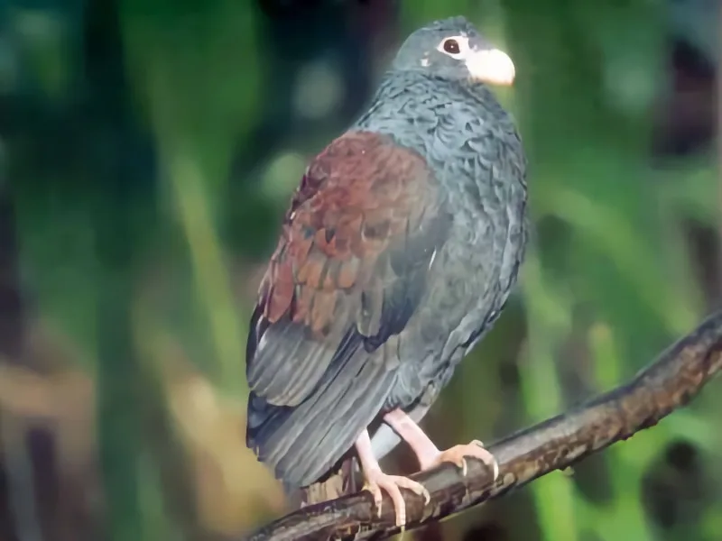 Immature tooth-billed pigeon