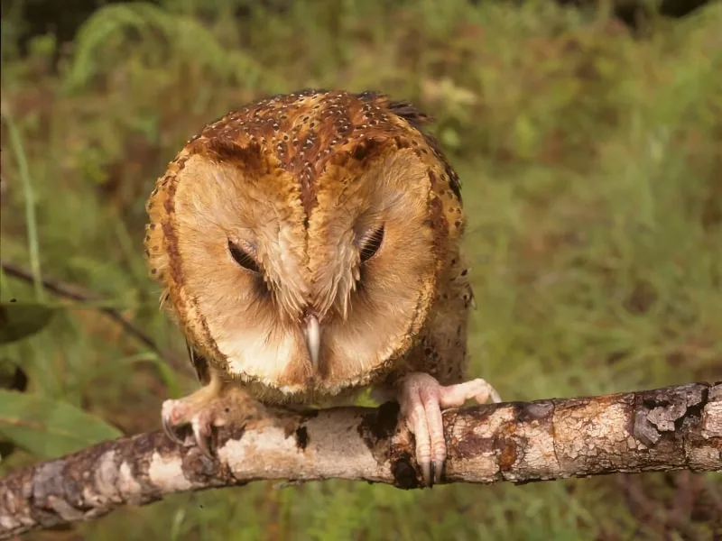 Itombwe owl (Tyto prigoginei)