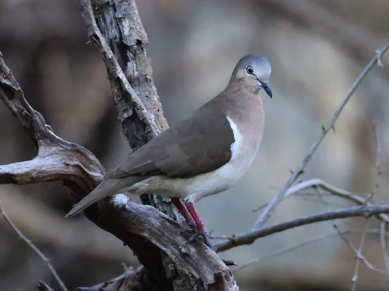 Grenada dove (Leptotila wellsi)