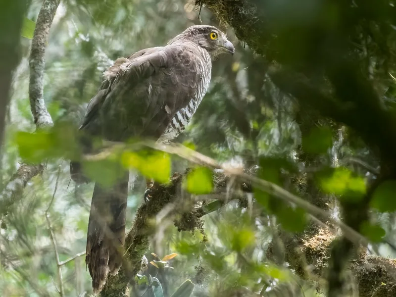 Madagascar serpent eagle (Eutriorchis astur)