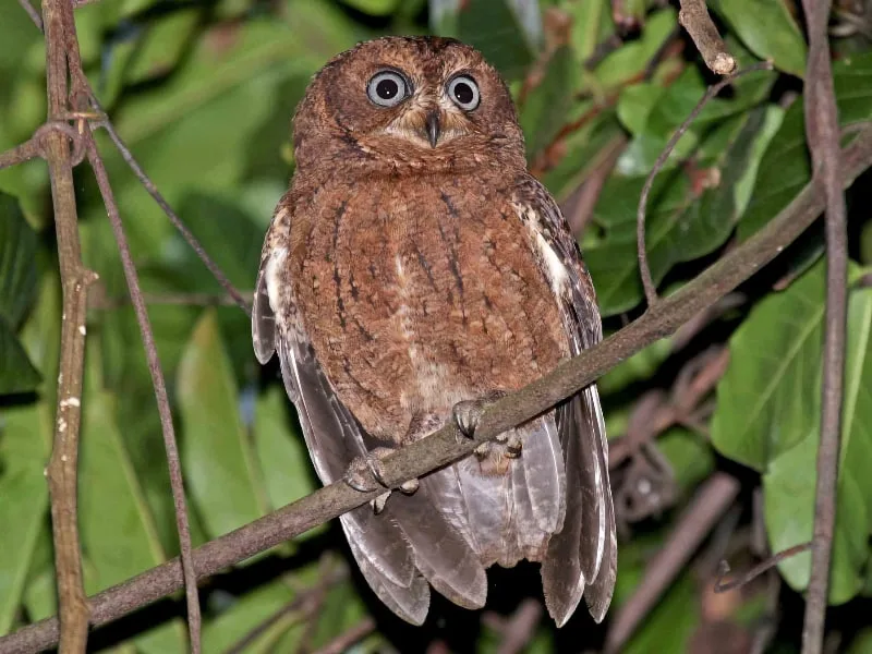 Moheli scops owl (Otus moheliensis)