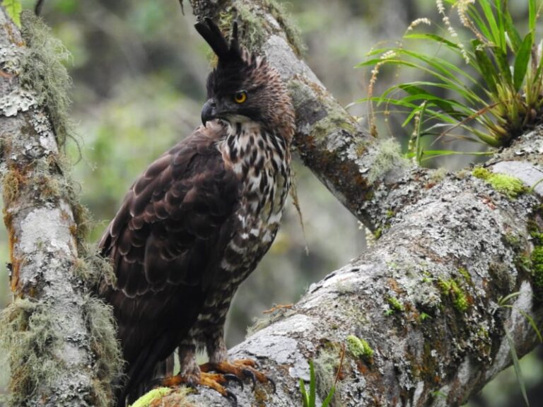 16 of the world's rarest eagles, and why they're in danger