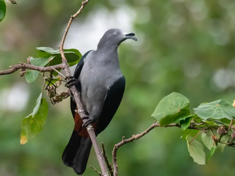 Nuku Hiva imperial pigeon (Ducula galeata)