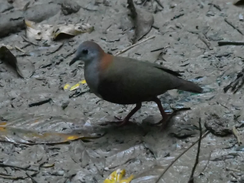 Palau ground dove (Pampusana canifrons)