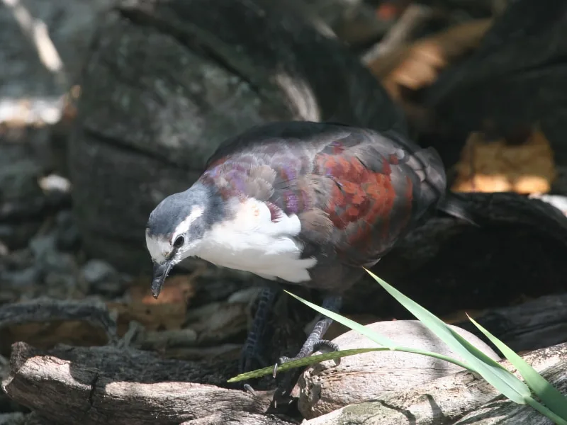 Polynesian ground dove (Pampusana erythroptera)