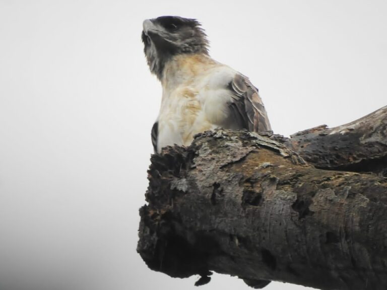 16 of the world's rarest eagles, and why they're in danger