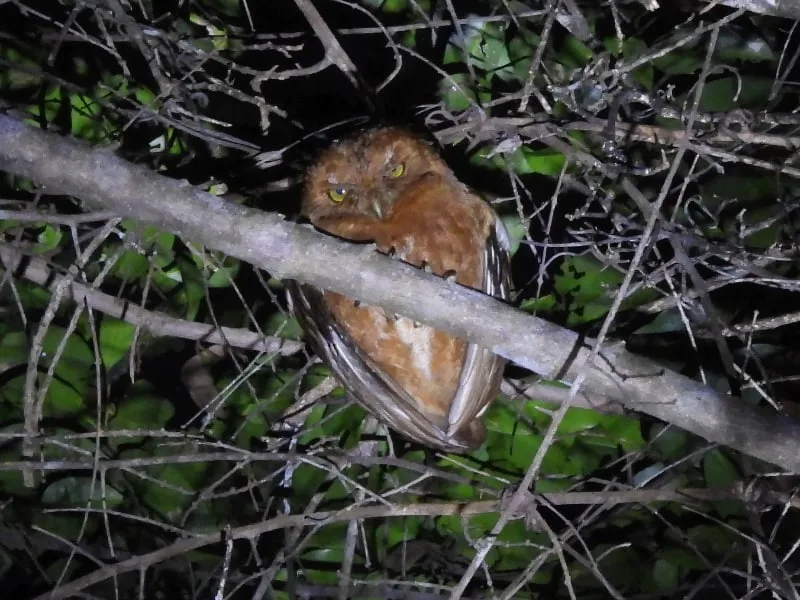 Pemba scops owl (Otus pembaensis)