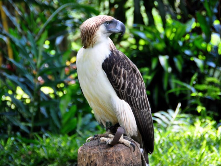 Rarest Eagle Philippine eagle: One of the world's rarest raptors