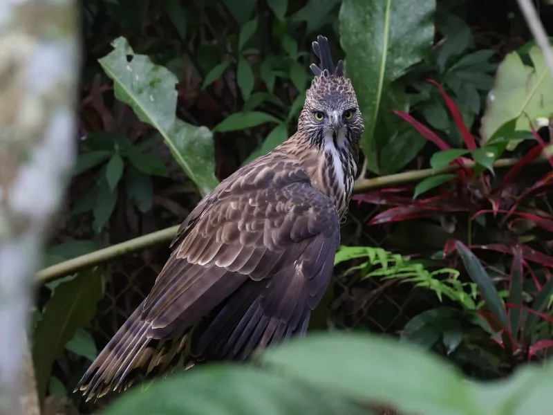 Pinsker's hawk-eagle (Nisaetus pinskeri)