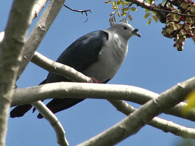 Polynesian imperial pigeon (Ducula aurorae)