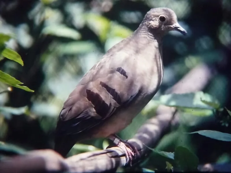 Female purple-winged ground dove