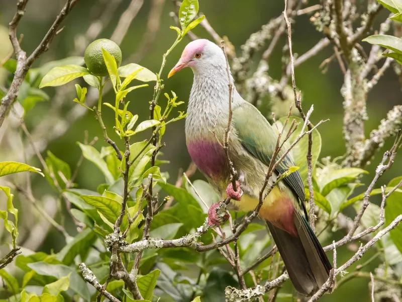 Rapa fruit dove (Ptilinopus huttoni)