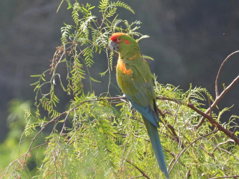 Red-fronted macaw (Ara rubrogenys)