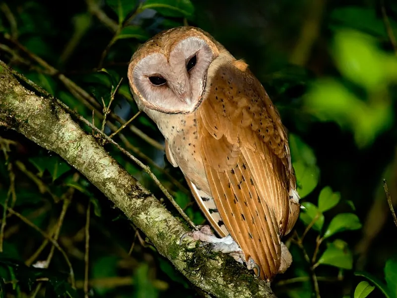 Red owl (Tyto soumagnei)