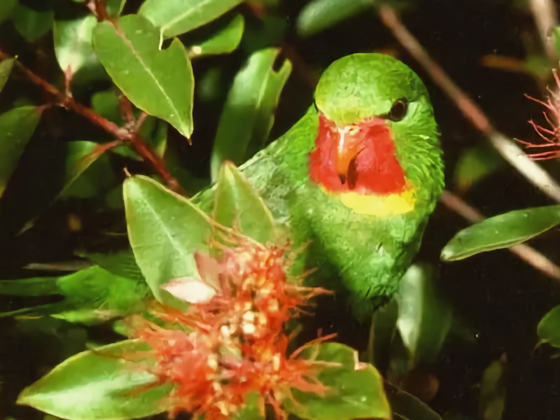 Red-throated lorikeet (Vini amabilis)