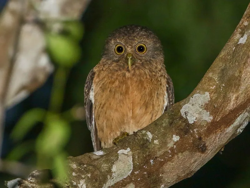 Romblon boobook (Ninox spilonotus)