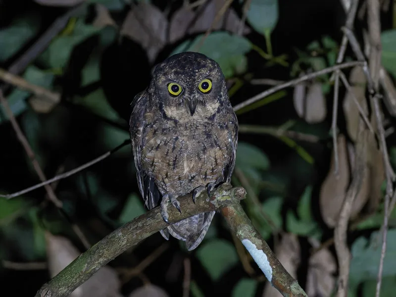 Seychelles scops owl (Otus insularis)