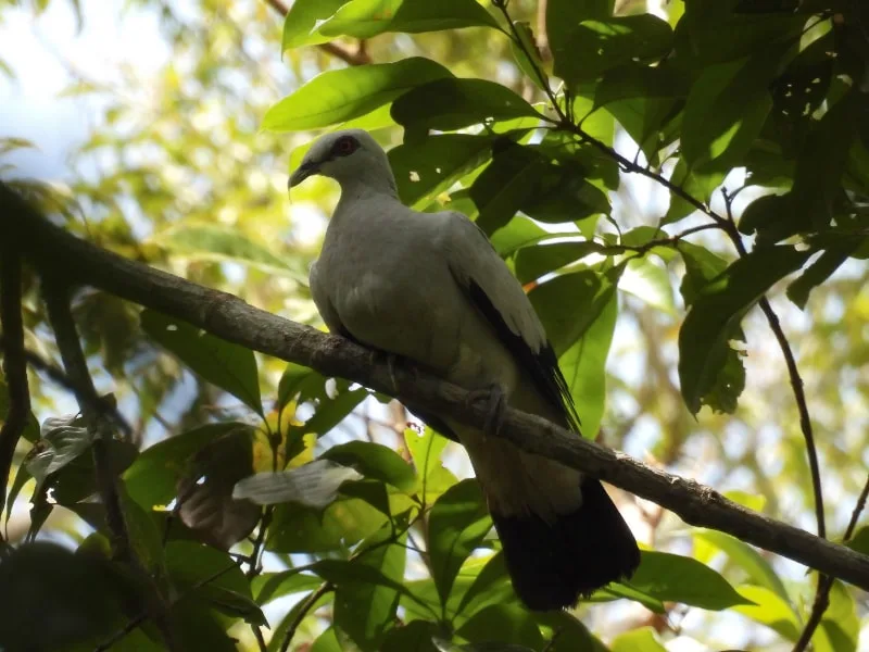 Silvery wood pigeon (Columba argentina)