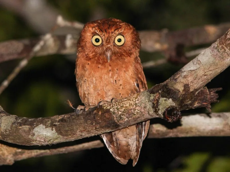 Sokoke scops owl (Otus ireneae)