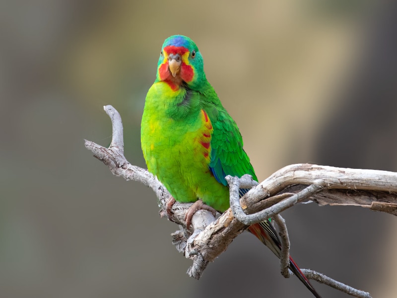 Swift parrot (Lathamus discolor)