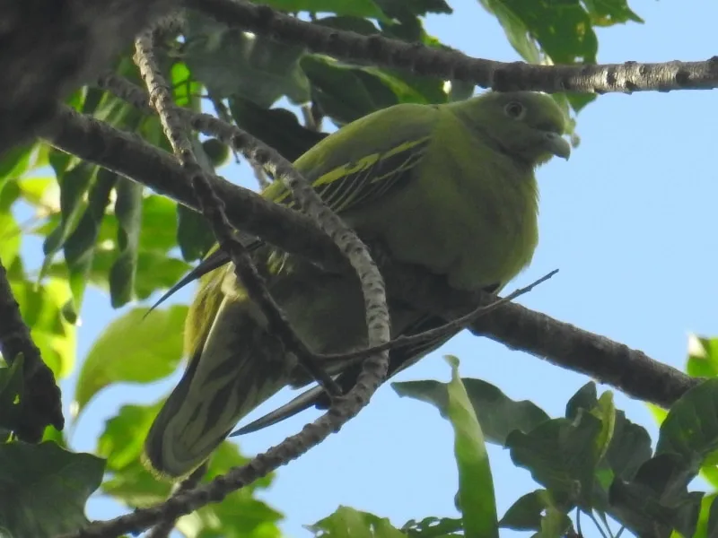 Timor green pigeon (Treron psittaceus)