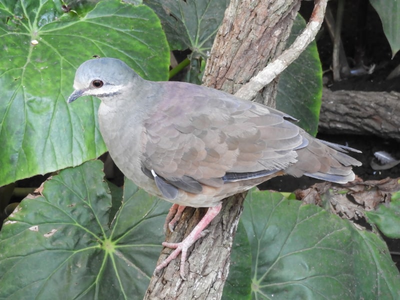 Tuxtla quail-dove (Zentrygon carrikeri)