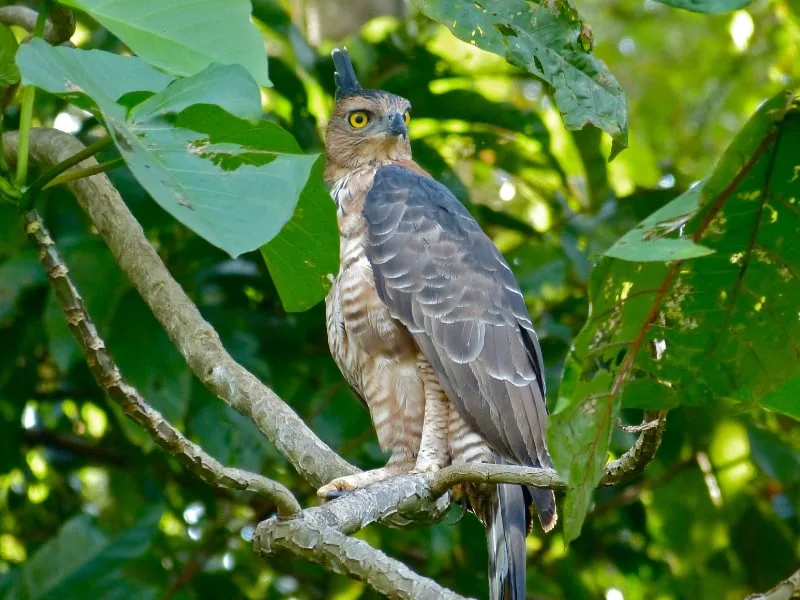 Wallace's hawk eagle (Nisaetus nanus)