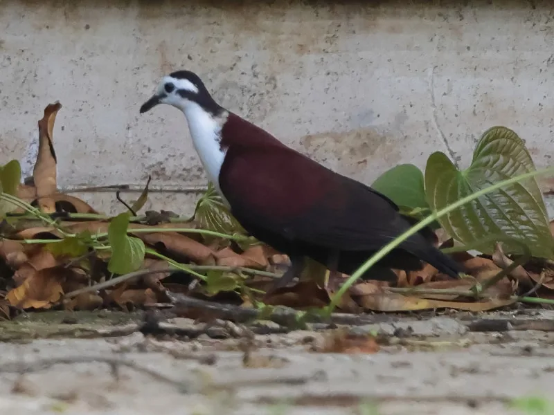 White-fronted ground dove (Pampusana kubaryi)