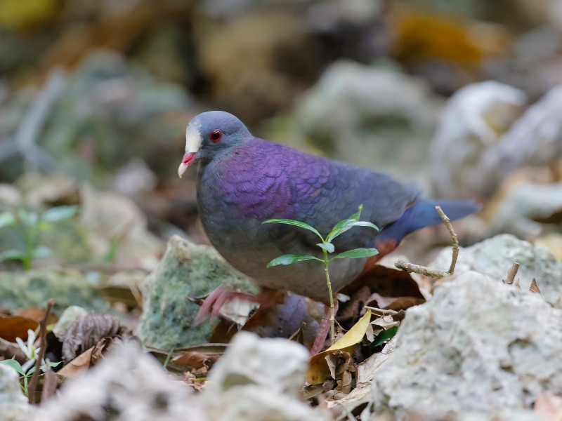 White-fronted quail-dove (Geotrygon leucometopia)