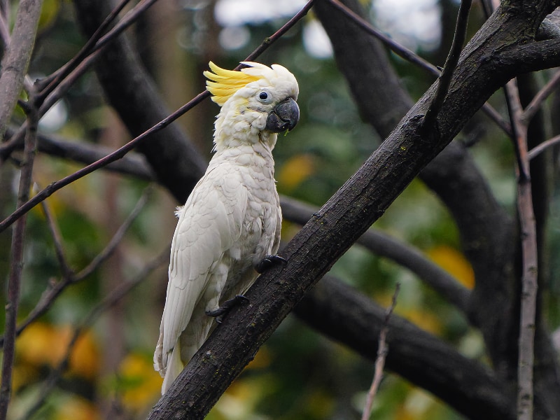 Yellow-crested cockatoo (Cacatua sulphurea)