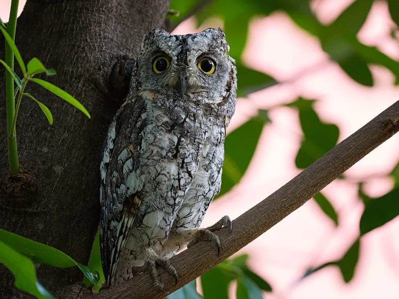 African scops owl (Otus senegalensis)