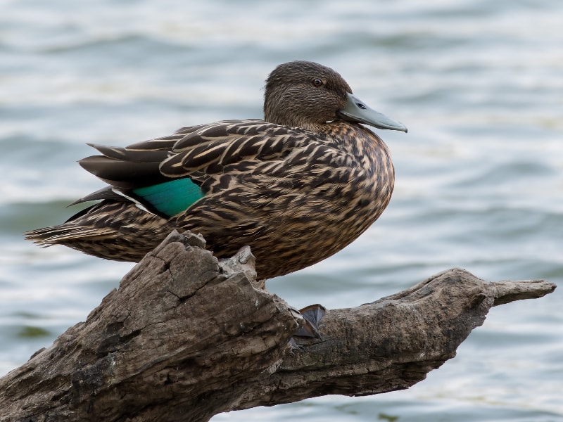 Meller's duck (Anas melleri)