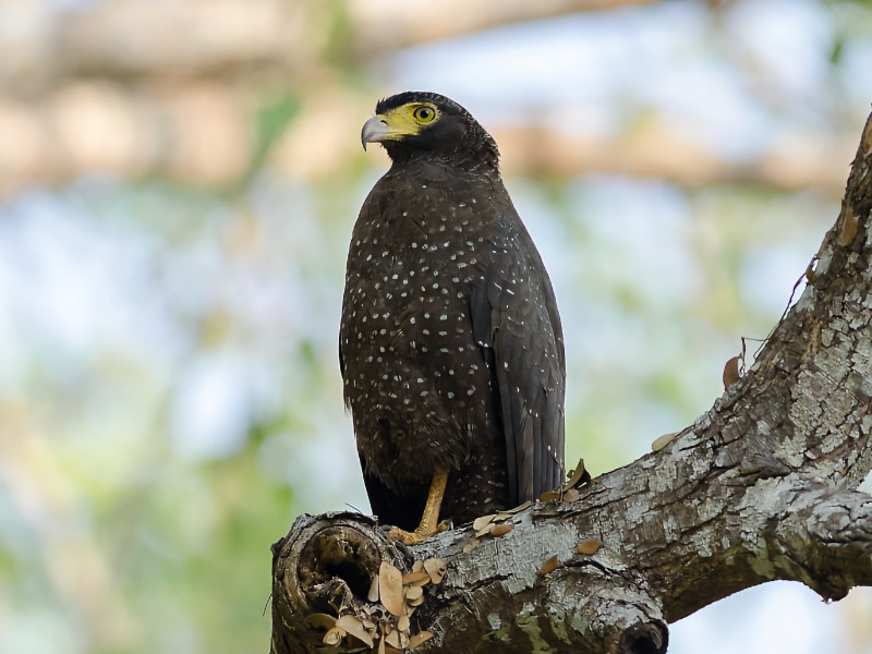 Andaman serpent eagle (Spilornis elgini)