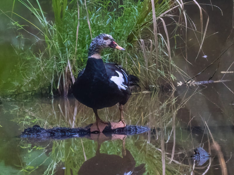 White-winged duck (Asarcornis scutulata)
