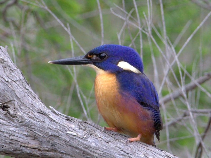 Azure kingfisher (Ceyx azureus)