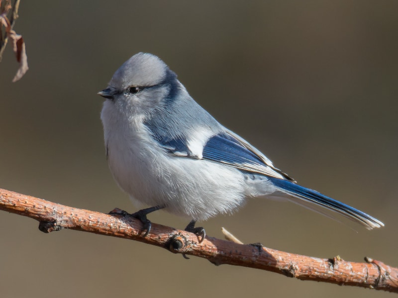 Azure tit (Cyanistes cyanus)