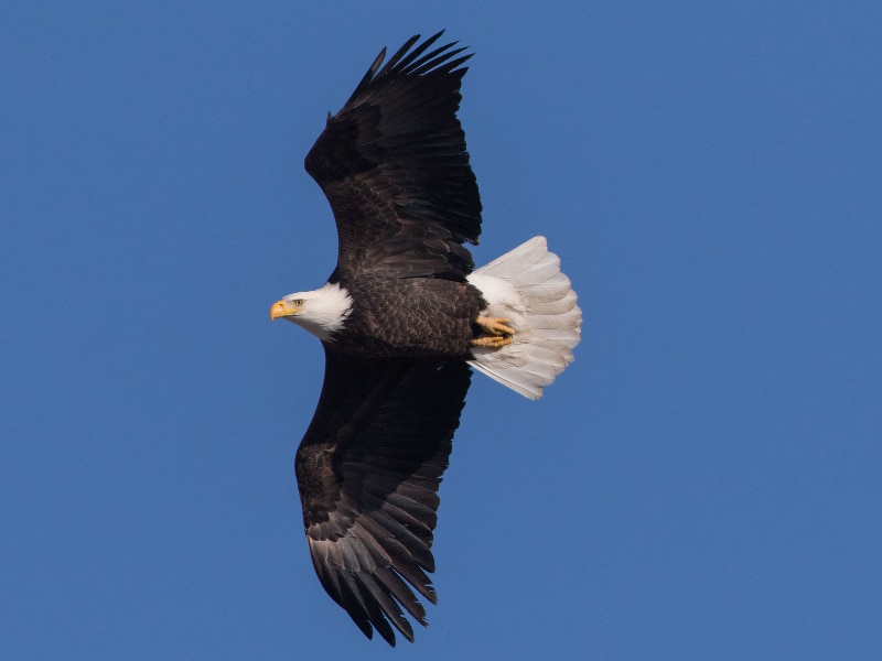 Bald eagle in flight
