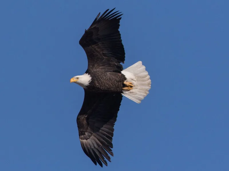 Bald eagle in flight