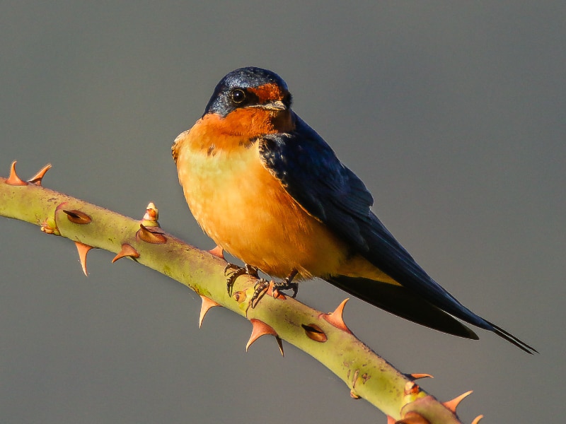 Barn swallow (Hirundo rustica)