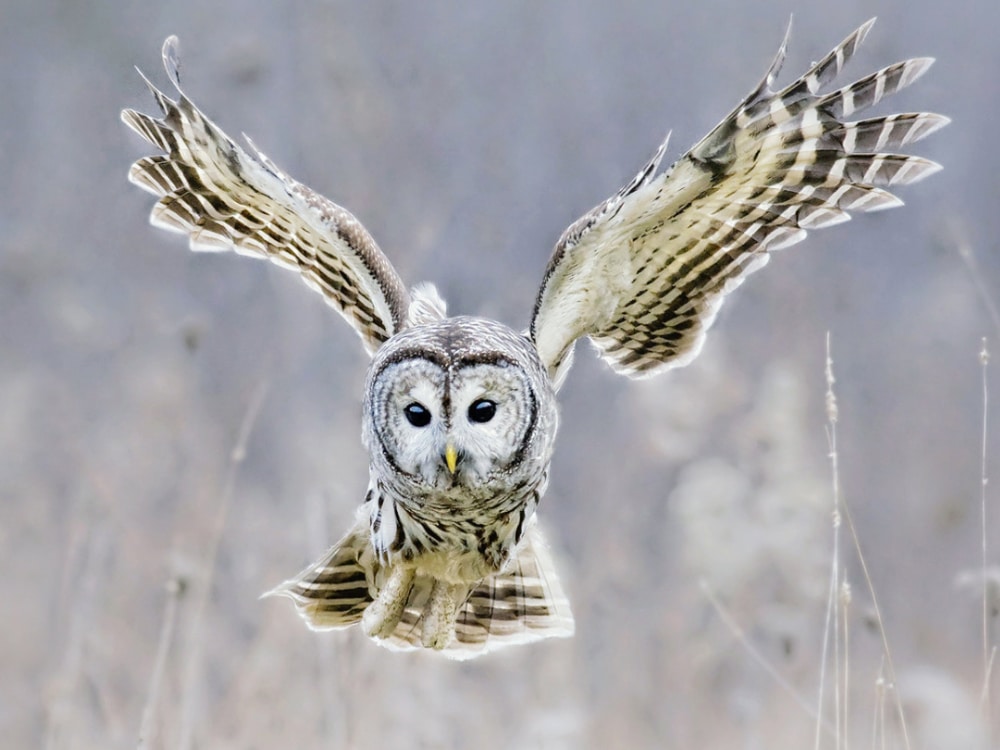 Barred owl in flight