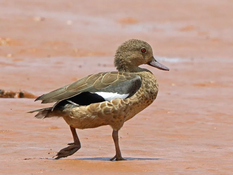 Bernier's teal (Anas bernieri)