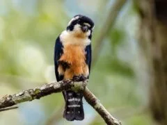 Black-thighed falconet (Microhierax fringillarius)
