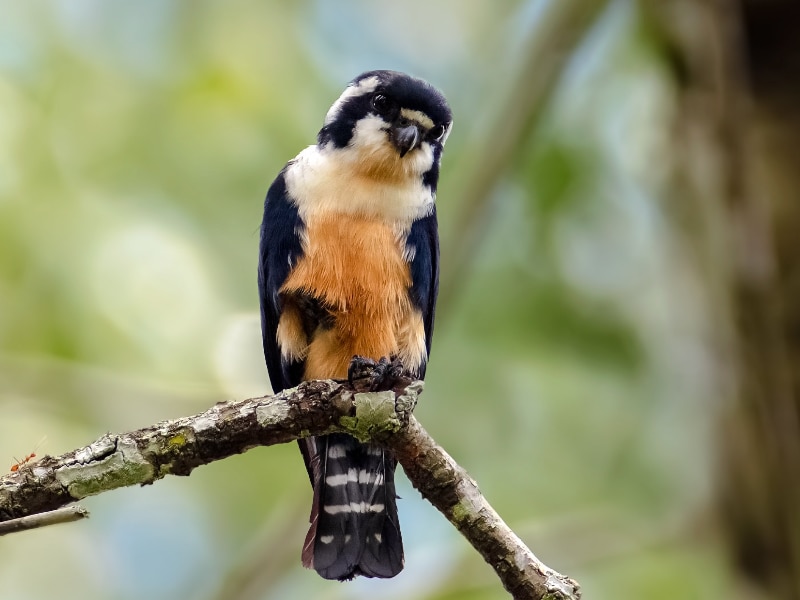 Black-thighed falconet (Microhierax fringillarius)