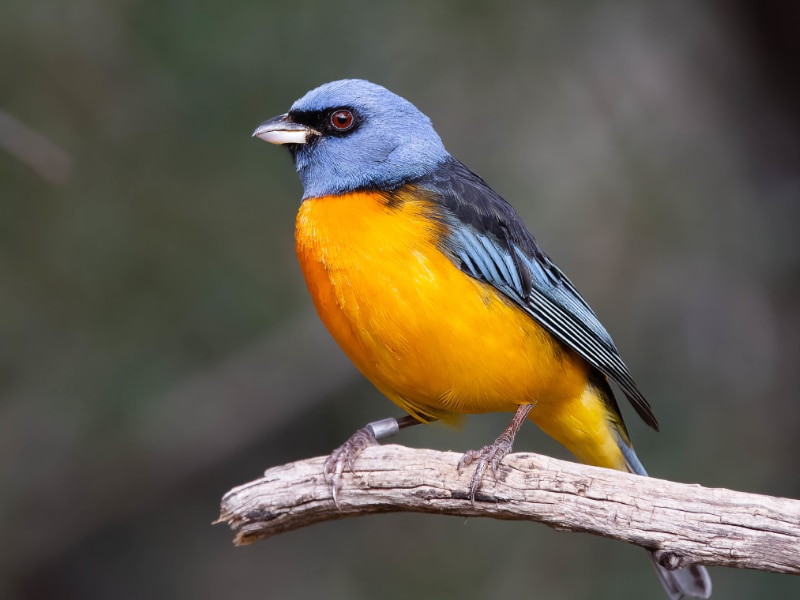 Blue-and-yellow tanager (Rauenia bonariensis)