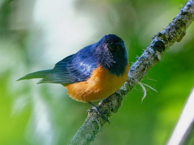 Blue-backed conebill (Conirostrum sitticolor)