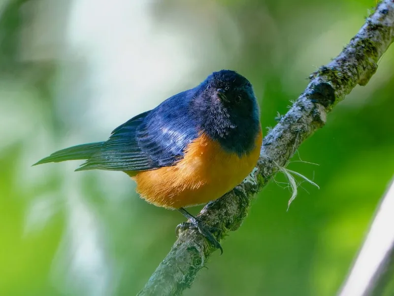Blue-backed conebill (Conirostrum sitticolor)