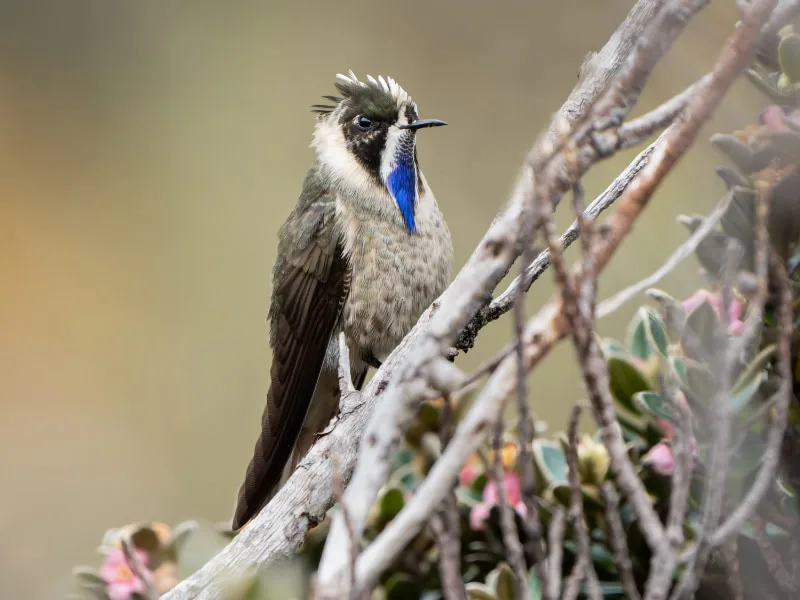 Blue-bearded helmetcrest (Oxypogon cyanolaemus)