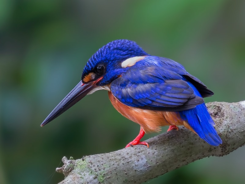 Blue-eared kingfisher (Alcedo meninting)